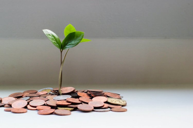 A plant grows from money